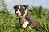 AMSTAFF  PUPPIES 269